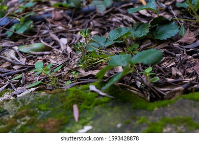 Wild Strawberries Growing On The Forest Flor