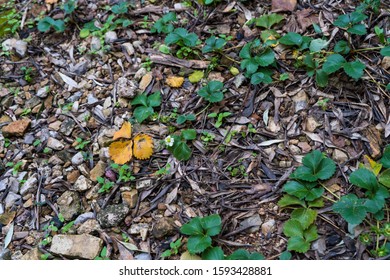 Wild Strawberries Growing On The Forest Flor