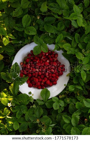 Similar – Image, Stock Photo Bowl full of ripe cherries in the sunlight