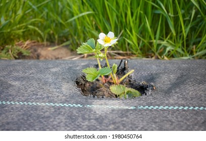 Wild strawberry in blossom on an organic farm field patch covered with agrotextile (fabric mulch mat) used to suppress weeds and conserve water, selective focus. - Shutterstock ID 1980450764