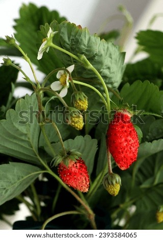 wild strawberry bush with redd  berries and white flowers close up