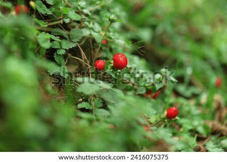 Wild strawberry bushes with berries growing on farm ootty Tamilnadu