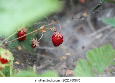 Wild strawberry in forrest . High quality photo. Selective focus