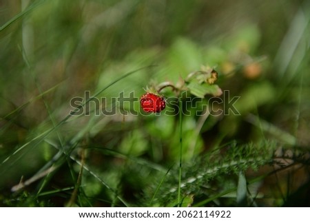 Similar – Forest strawberries in grass