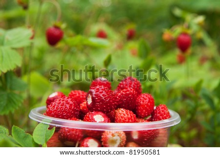 Similar – Collect forest strawberries