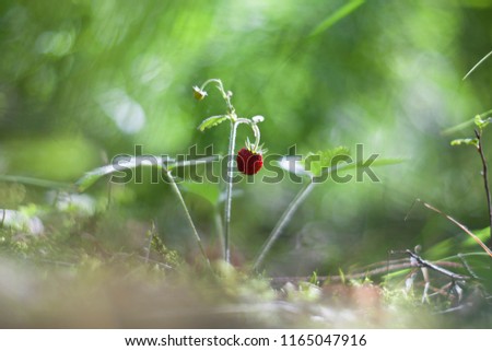 Similar – Image, Stock Photo as fresh as a daisy