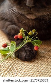 Wild Strawberry Twigs With Red Ripe Berries Lying On Cat Paw Close Up