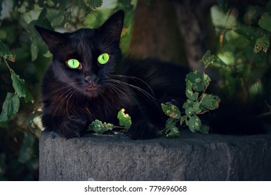 Wild stray black cat  with green eyes sitting on a pole.