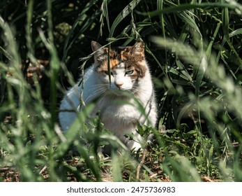 A wild, stray cat with different colored eyes sits in the tall grass in a field near Yokohama, Japan - Powered by Shutterstock