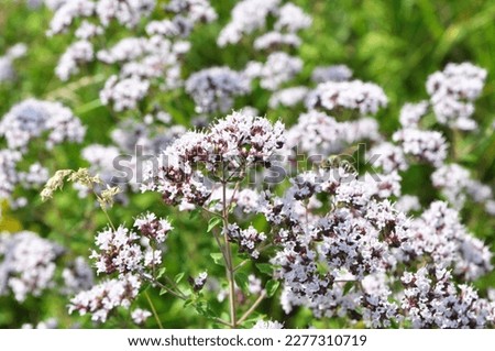 Similar – Beach lilacs from the frog’s perspective on Hallig Gröde