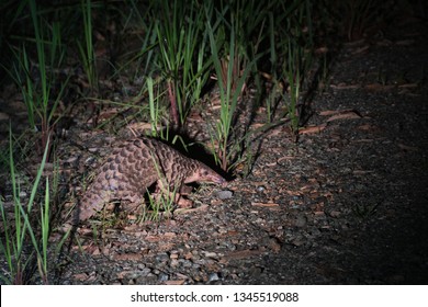 Wild Sunda Pangolin, Borneo. The worlds most trafficked mammal.