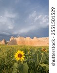 Wild Sunflower in the Badlands of South Dakota