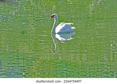 Wild Swan At  The Ruhr River