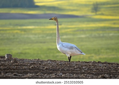 Wild swans in the plowed field. Whooper swan or common swan (Cygnus cygnus). - Powered by Shutterstock