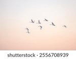 Wild swans wintering in Swan Lake Rongcheng Shandong