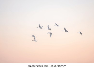 Cisnes salvajes invernando en el lago de los cisnes Rongcheng Shandong