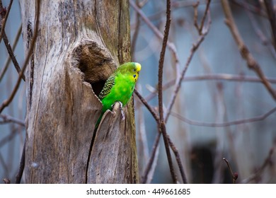 Wild Swift Parrot