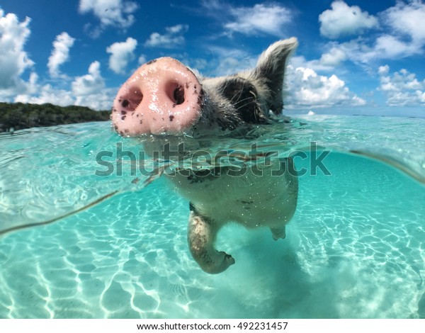 Wild,\
swimming pig on Big Majors Cay in The\
Bahamas.