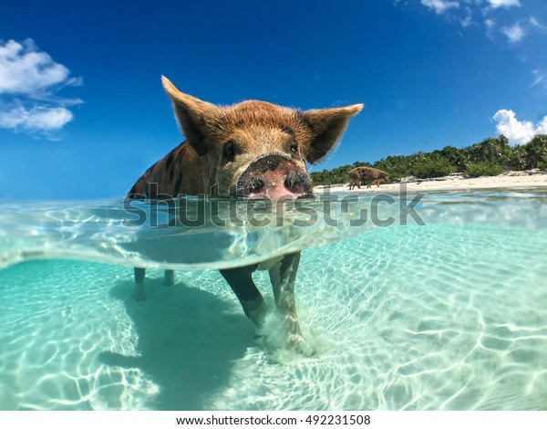 Wild,\
swimming pig on Big Majors Cay in The\
Bahamas.