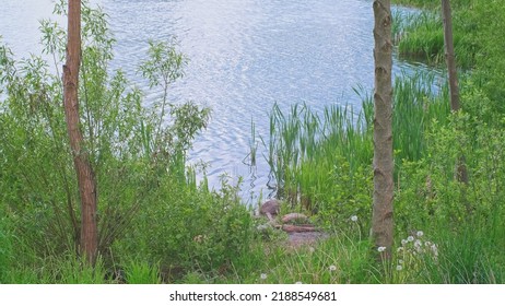 Wild Swimming Spot And Bathing Beach At Lake Shore Overgrown With Scirpus Wood Club Rush Bulrush