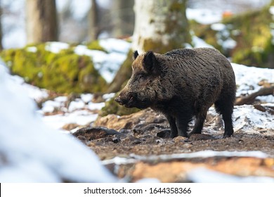 Wild swine Bavarian Forest National Park Germany