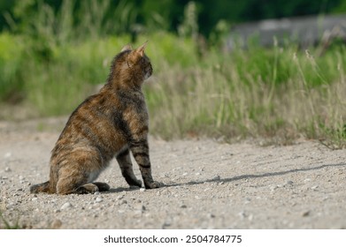 A wild tabby cat sits on a gravel dirt road and looks around. - Powered by Shutterstock