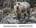 Wild Takin in Sichuan province, China