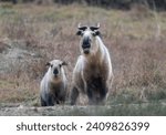 Wild Takin in Sichuan province, China