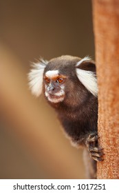 Wild tamarin monkey, Brazil