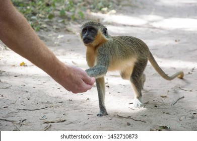 Wild And Tame Monkey In Gambia Giving A Hand To An Human. 