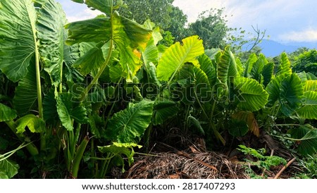 Wild taro whose leaves or sap have water-repellent properties and is good for use as a coating on car windows but must go through a long process from experts