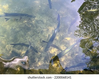 Wild Tarpon Fish Swimming Near A Dock In Islamorada, Florida.