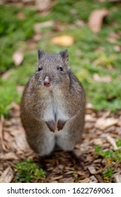 Wild Tasmanian Long Nosed Potoroo 