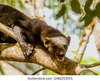 Wild Tayra Weasel in Costa Rica