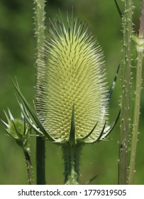 Wild Teasel - Honeysuckle Family