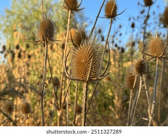 Wild teasels inflorescence; Dipsacus sativus in the garden. Dry flowers of wild teasel or fullers teasel, dipsacus fullonum or dipsacus sativus, close-up. - Powered by Shutterstock