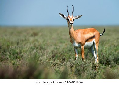 Gazelle の画像 写真素材 ベクター画像 Shutterstock