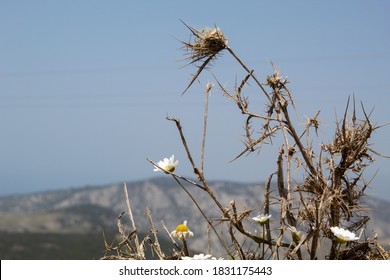 俯瞰野菜白背景stock Photos Images Photography Shutterstock