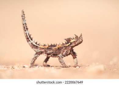 Wild thorny devil (Moloch horridus) isolated on a sand substrate with blurred background  - Shutterstock ID 2220067649