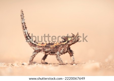 Wild thorny devil (Moloch horridus) isolated on a sand substrate with blurred background 