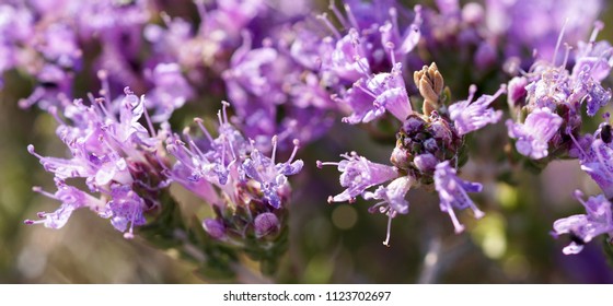 Wild thyme blooming happily in Crete, Greece with its tiny little purple lilac flowers under the blues sky, spreading its herbal flavour, macro photography 