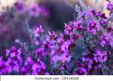 Wild Thyme Plant Flower of Provence