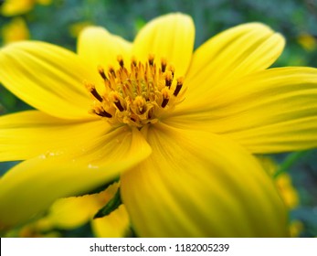 Wild Tickseed Sunflower