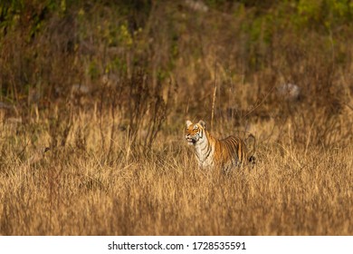 Wild tiger in action. Tiger behavior image of stalking prey while walking in tall grass in a forest