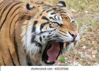 Wild Tiger Charging