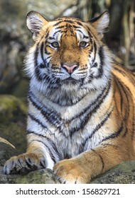 Wild Tiger Laying Down On A Ground