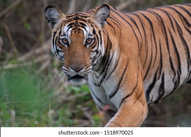 A Wild Tiger In Nagarhole National Park