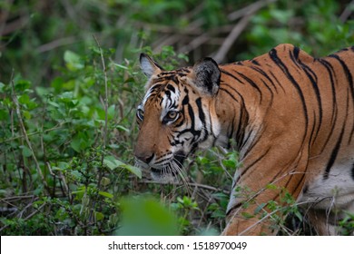 A Wild Tiger In Nagarhole National Park