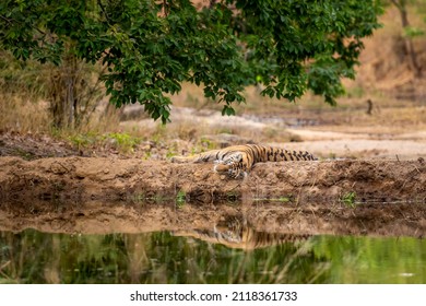 3,068 Tigress water Images, Stock Photos & Vectors | Shutterstock