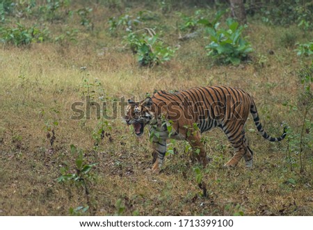 Wild Tigress yawning. The image was taken at Nagarahole forest, Karnataka on an early morning forest safari.